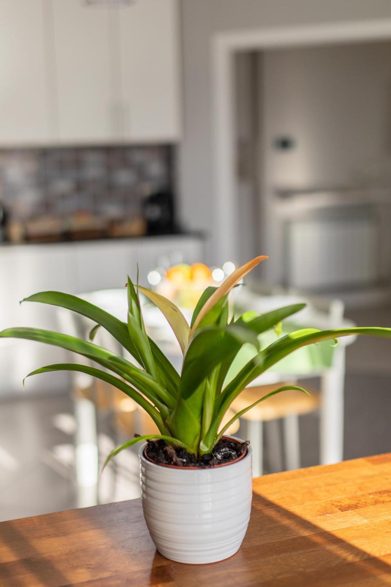 Veigas De Iria - Apartamento Turistico Vut Padrón Extérieur photo